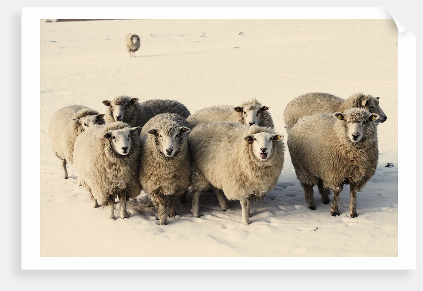 Sheep in winter by Anonymous