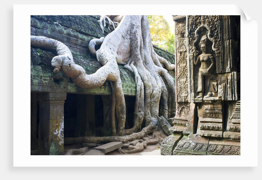 Tree roots overtaking Ta Prohm at Angkor by Anonymous