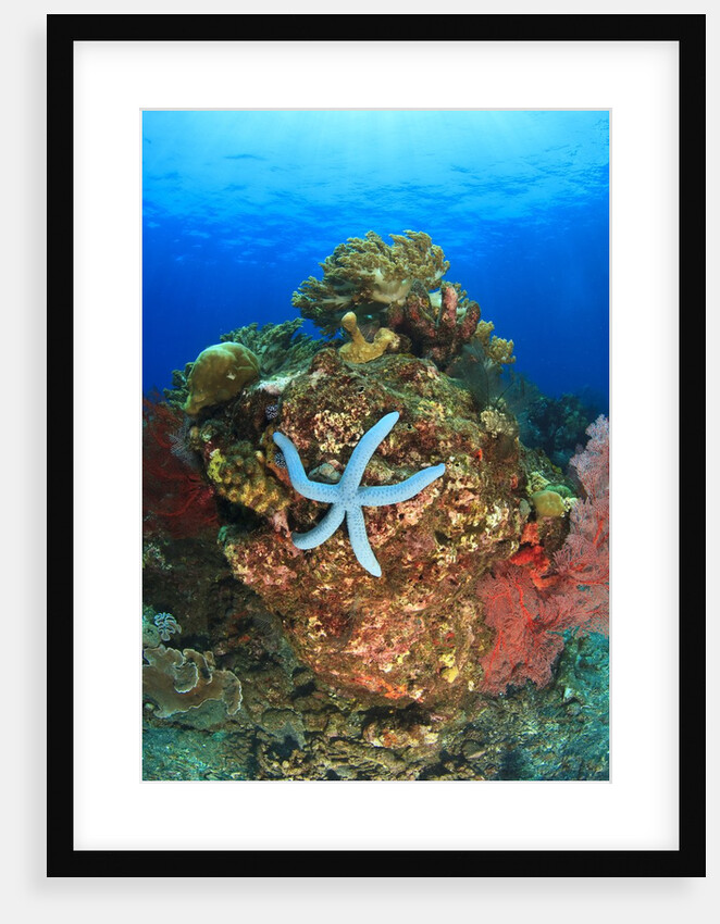 Blue Sea Star and brilliant red sea fans near Komba Island in the Flores Sea, Indonesia by Anonymous
