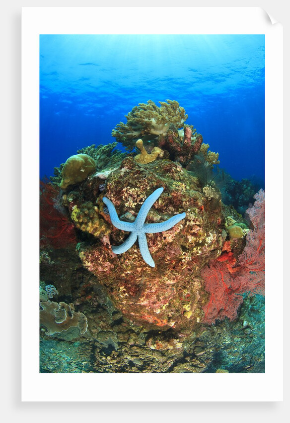 Blue Sea Star and brilliant red sea fans near Komba Island in the Flores Sea, Indonesia by Anonymous