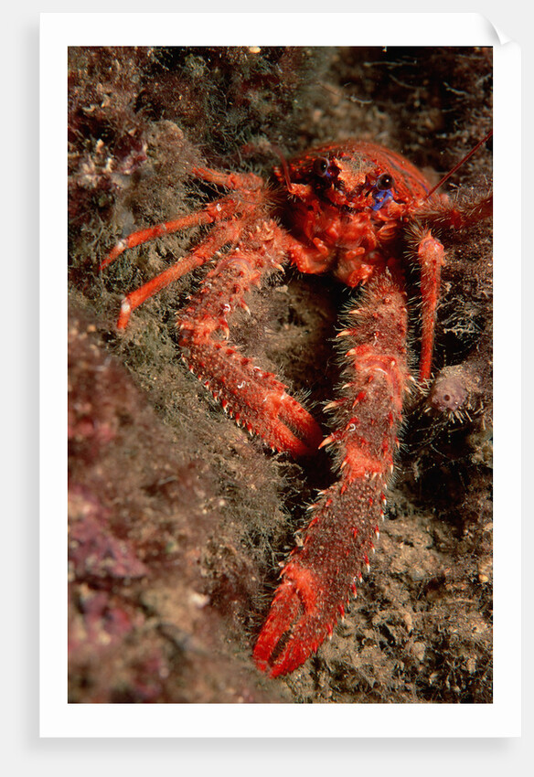 Crab (Galathea strigosa). by Anonymous