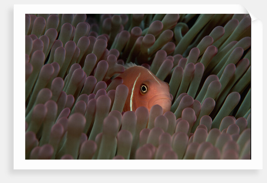 Pink Anemonefish (Amphiprion perideraion) in a Sea Anemone, Pacific Ocean. by Anonymous
