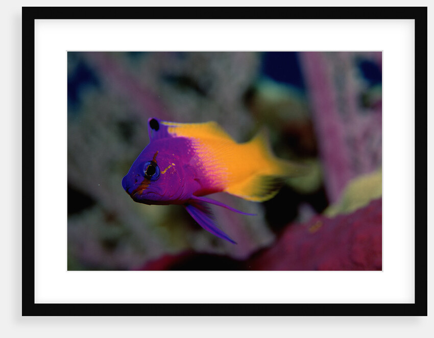 Royal Gramma or Fairy Basslet. (Gramma loreto) Caribbean by Anonymous