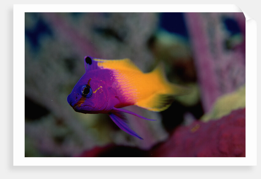 Royal Gramma or Fairy Basslet. (Gramma loreto) Caribbean by Anonymous