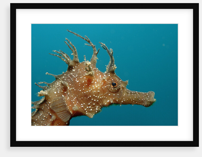 Seahorse head (Hippocampus guttulatus). by Anonymous