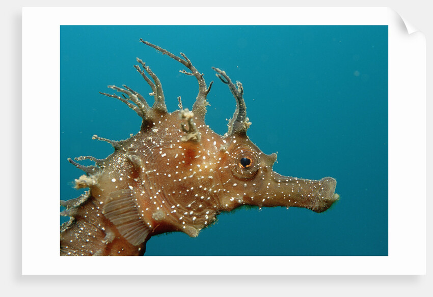 Seahorse head (Hippocampus guttulatus). by Anonymous