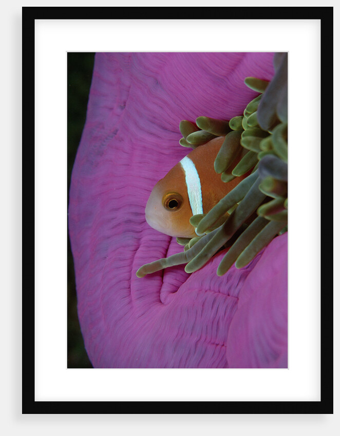 Anemonefish (Amphiprion nigripes) in a Sea Anemone, Pacific Ocean. by Anonymous