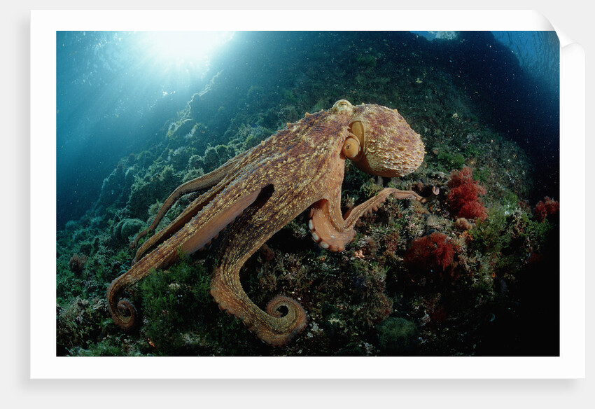 Octopus (Octopus vulgaris) by Anonymous