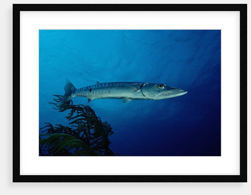 Great Barracuda (Sphyraena barracuda) by Anonymous