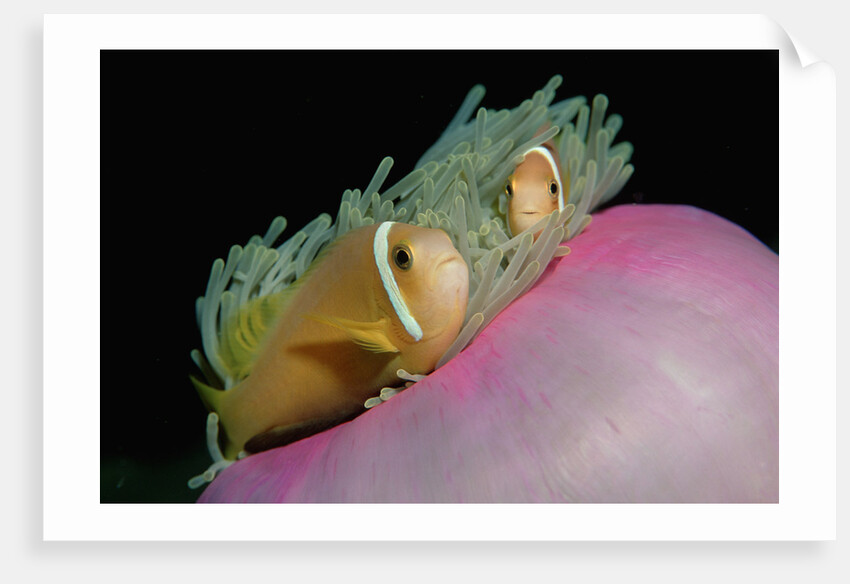 Anemonefishes (Amphiprion nigripes) in a Sea Anemone, Pacific Ocean. by Anonymous