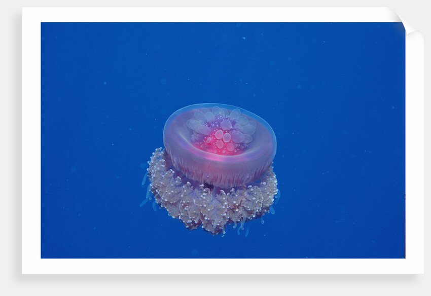 Crown Jellyfish (Netrostoma setouchina), Red Sea, Egypt. by Anonymous