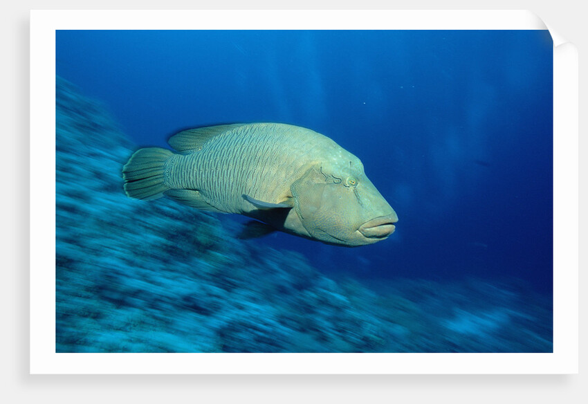 Humpback Wrasse (Cheilinus undulatus), Indo-Pacific Ocean. by Anonymous