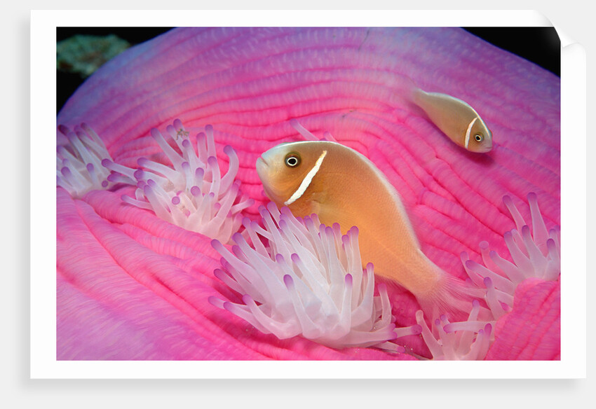 Pink Anemonefishes in a Sea Anemone (Amphiprion perideraion), Pacific Ocean. by Anonymous