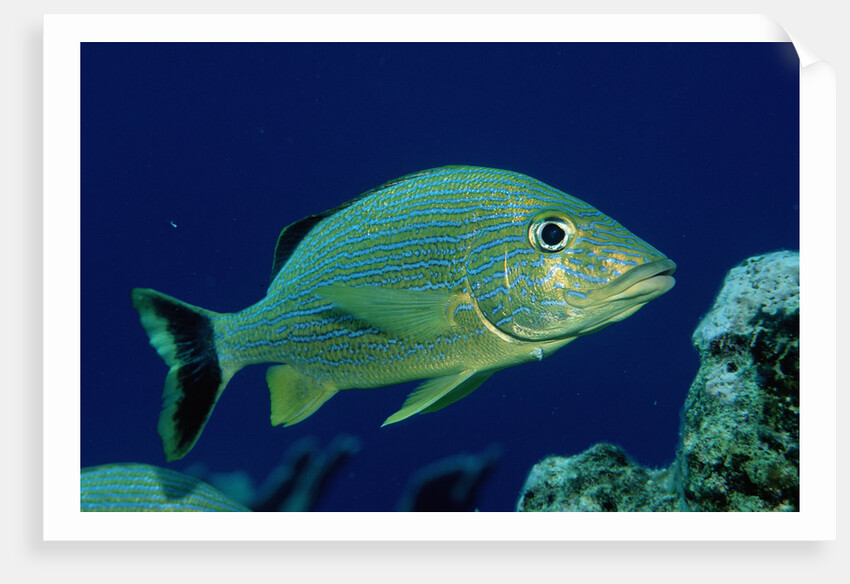 French Grunt (Haemulon flavolineatum) Caribbean by Anonymous