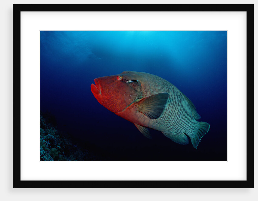 Humpback Wrasse (Cheilinus undulatus), Indian Ocean. by Anonymous