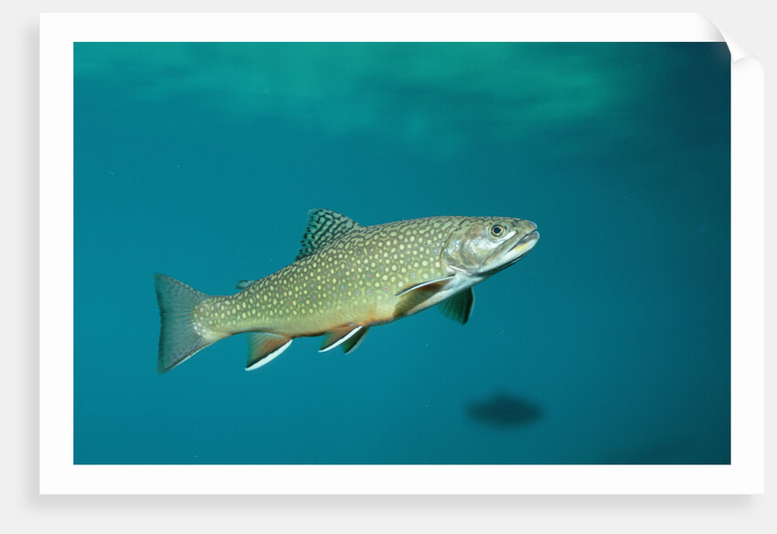 Brook Trout (Salvelinus fontinalis). by Anonymous