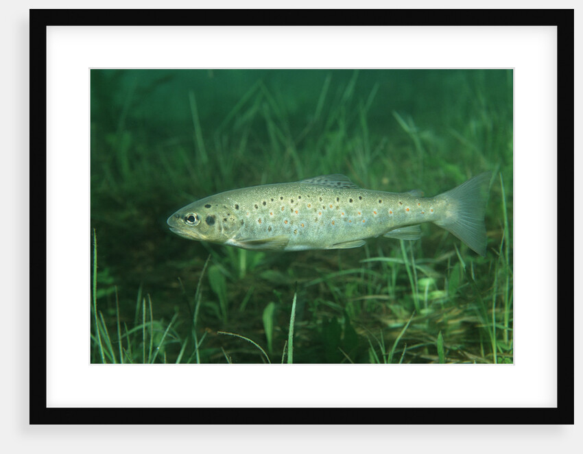 Trout (Salmo trutta), Austria, Europe. by Anonymous