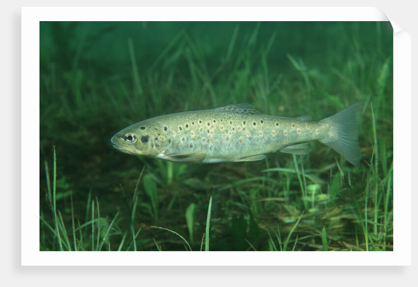 Trout (Salmo trutta), Austria, Europe. by Anonymous