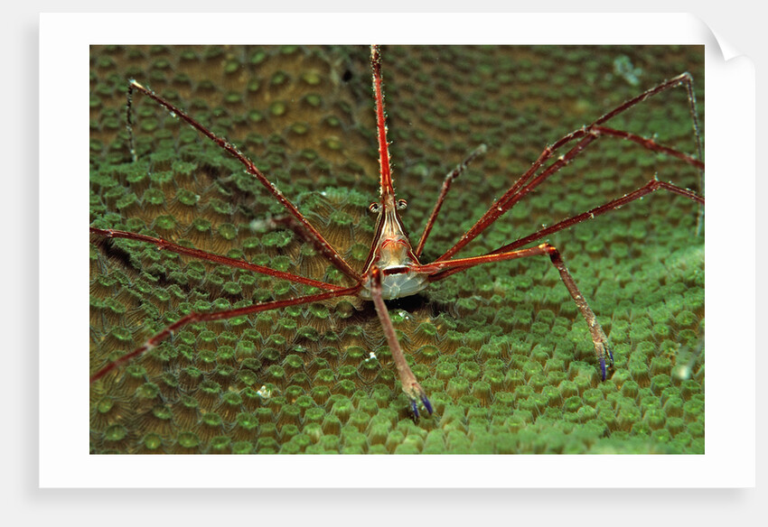 Spider crab, Stenorhynchus seticornus, British Virgin Islands, BVI, Caribbean Sea, Leeward Islands by Anonymous