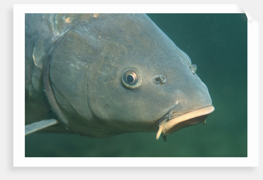 Carp head (Cyprinus carpio), Germany. by Anonymous