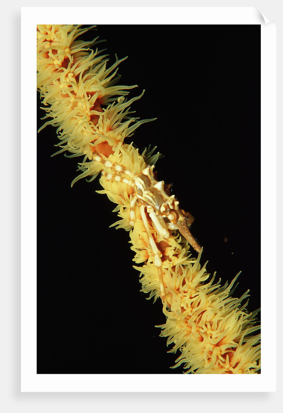 Gorgonian Crab (Xenocarcinus tuberculatus), Indonesia, Indo-Pacific Ocean. by Anonymous