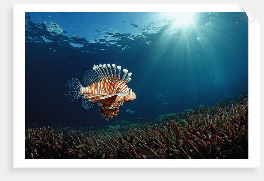 Lionfish or Turkeyfish (Pterois volitans), Indonesia. by Anonymous