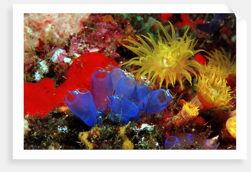 Blue Sea Squirts or Tunicates (Dendrophillia) and Yellow Cave Coral (Tubastrea) by Anonymous