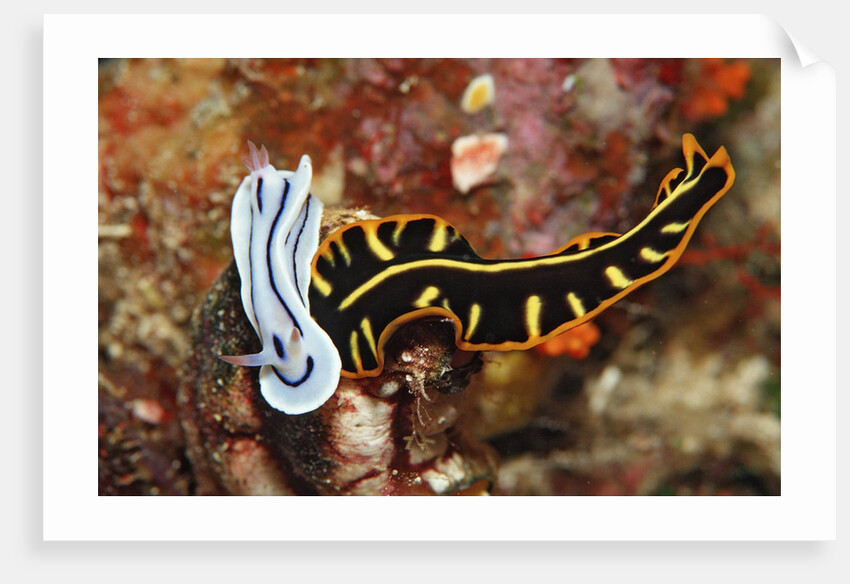 Marine Flatworm and a Sea Slug or Nudibranch (Chromodoris willani) by Anonymous