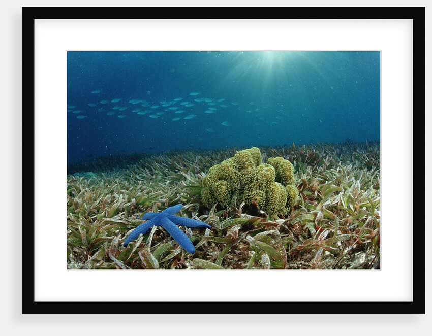 Blue Starfish (Linckia), Corals, and Sea Grass, Indonesia, Sulawesi, Indian Ocean. by Anonymous