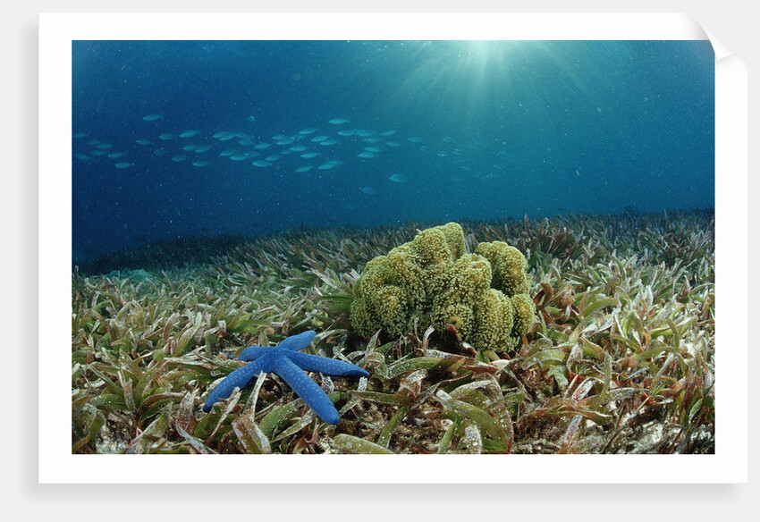 Blue Starfish (Linckia), Corals, and Sea Grass, Indonesia, Sulawesi, Indian Ocean. by Anonymous