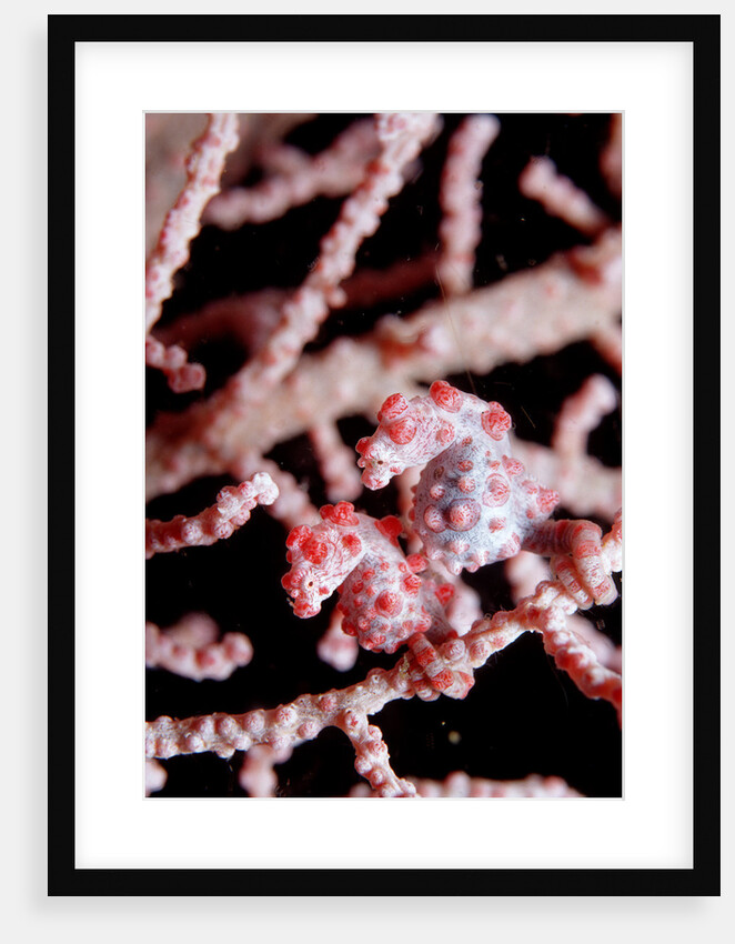 Two Pigmy-Seahorses (Hippocampus bargibanti) on a Sea Fan, Komodo National Park, Indian Ocean. by Anonymous