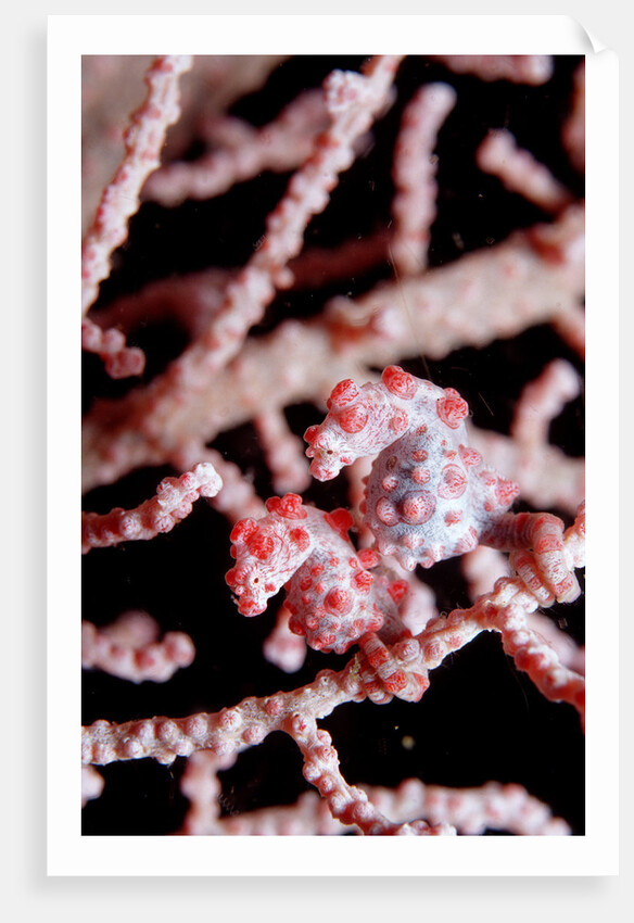 Two Pigmy-Seahorses (Hippocampus bargibanti) on a Sea Fan, Komodo National Park, Indian Ocean. by Anonymous