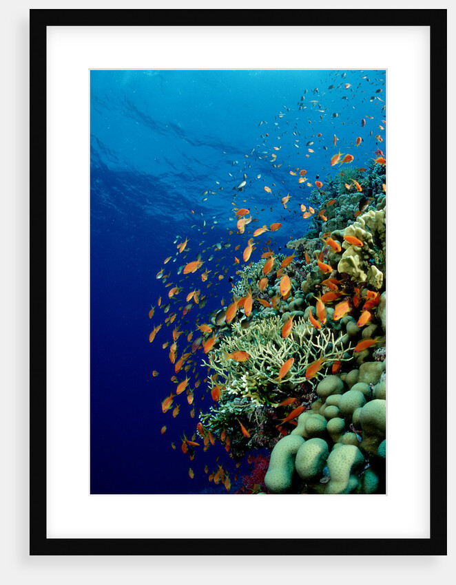 Schooling Lyretail Anthias and near a coral reef. (Pseudanthias squamipinnis) Red Sea by Anonymous