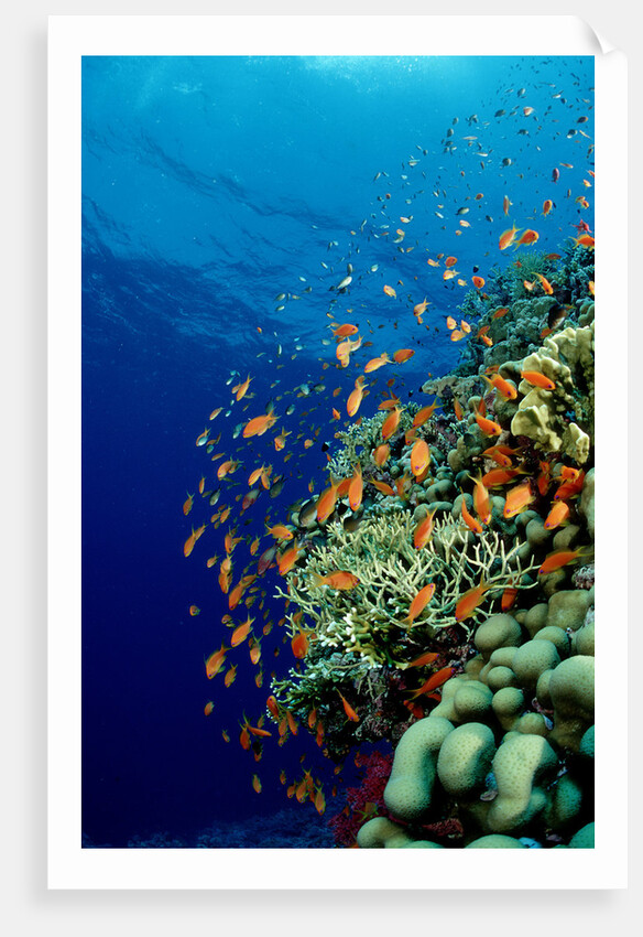 Schooling Lyretail Anthias and near a coral reef. (Pseudanthias squamipinnis) Red Sea by Anonymous