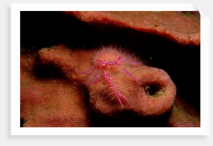 Sponge Crab or Squat Lobster (Lauriea siagiani), Komodo National Park, Indian Ocean. by Anonymous