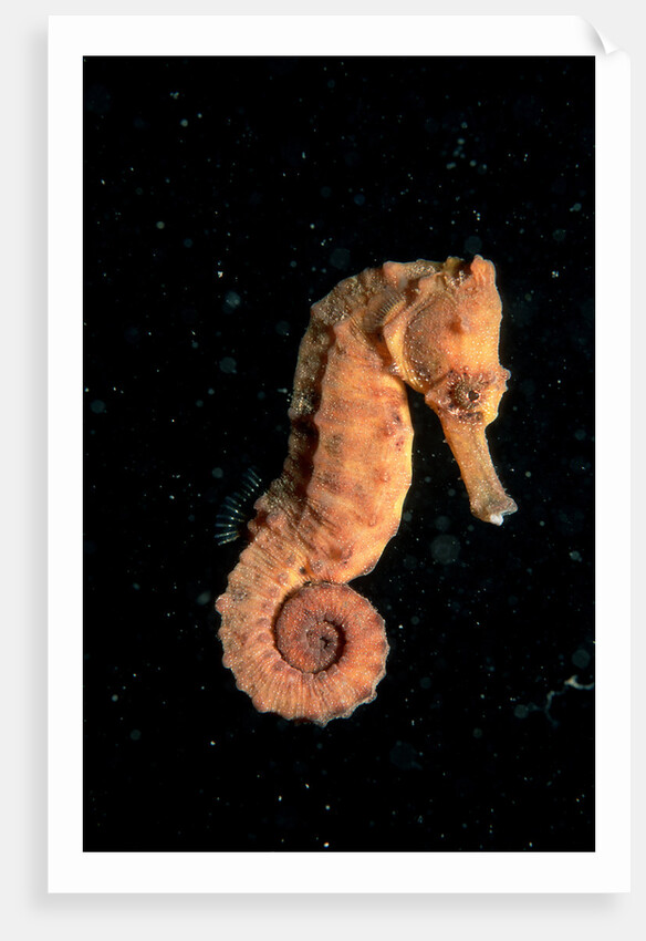 Longsnout Seahorse (Hippocampus reidi), Pacific Ocean. by Anonymous
