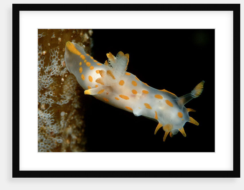 Nudibranch (Limacia clavigera), Atlantic Ocean. by Anonymous