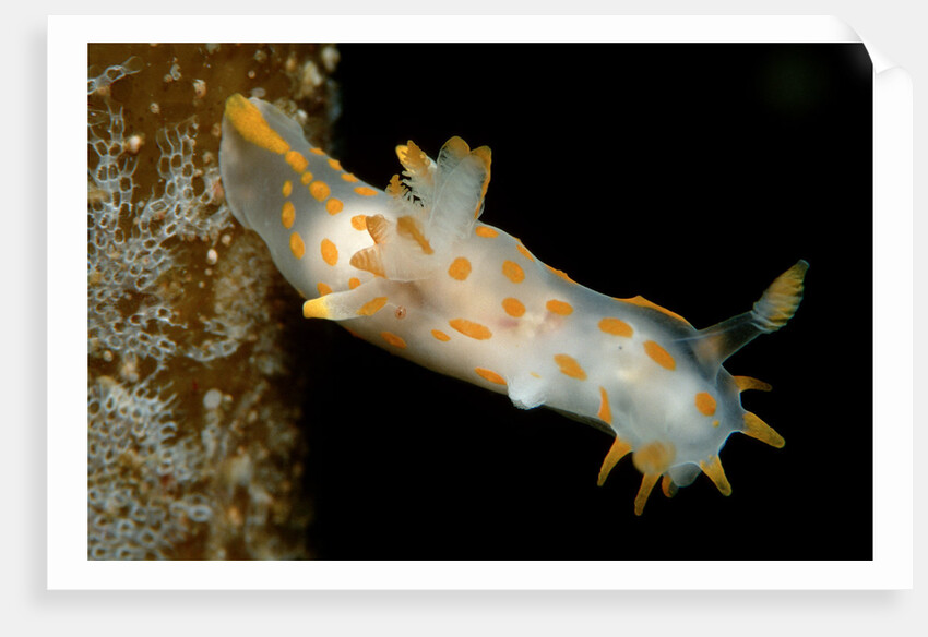 Nudibranch (Limacia clavigera), Atlantic Ocean. by Anonymous