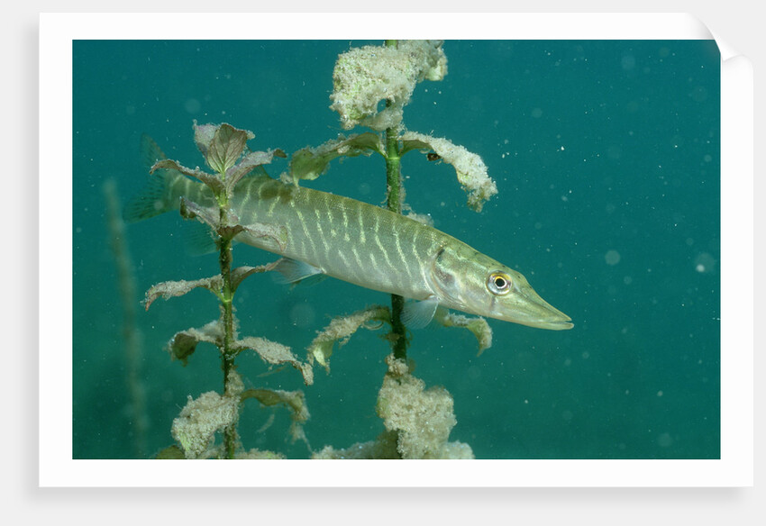 Pike (Esox lucius), Bavaria, Germany, Europe. by Anonymous