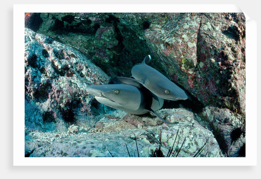 Hunting Whitetip Reef Sharks (Triaenodon obesus), Central America, Pacific Ocean. by Anonymous