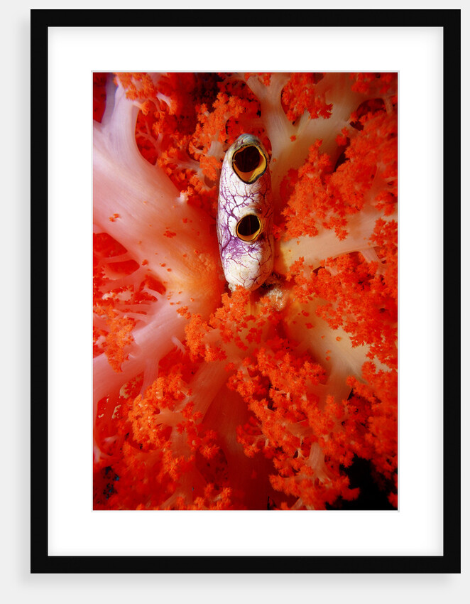 Sea Squirt Tunicate growing in Soft Coral (Ascidia), Komodo National Park, Indian Ocean. by Anonymous