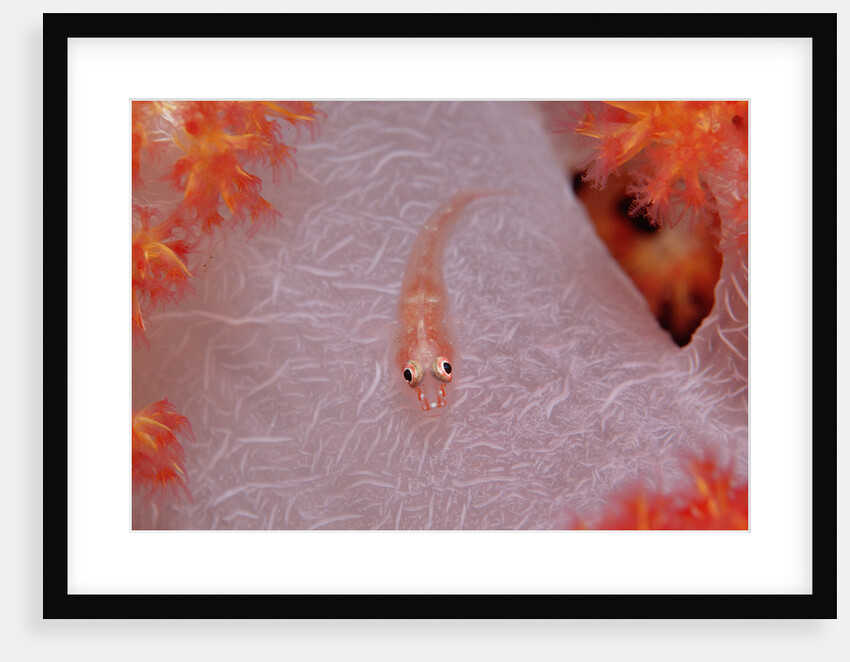 Common Ghost Goby on a Soft Coral. (Pleurosicya mossambica) Komodo National Park, Indian Ocean by Anonymous