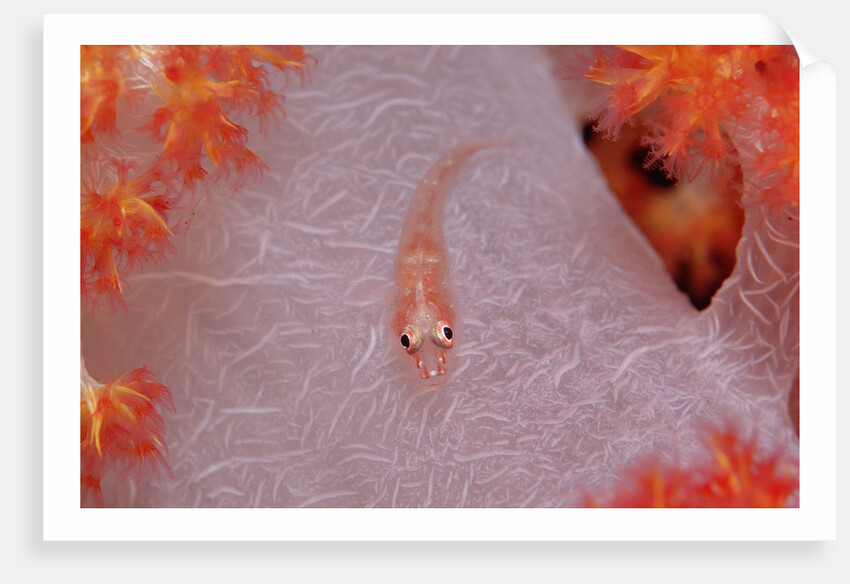 Common Ghost Goby on a Soft Coral. (Pleurosicya mossambica) Komodo National Park, Indian Ocean by Anonymous
