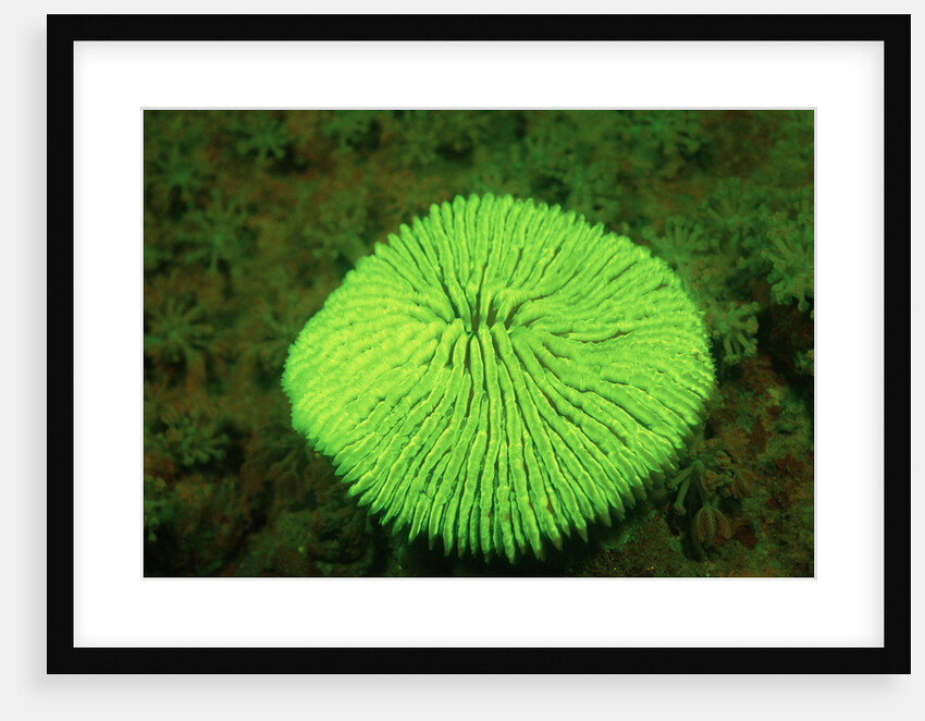 Fluorescing Mushroom Coral (Ctenactis echinata), Komodo National Park, Indian Ocean. by Anonymous