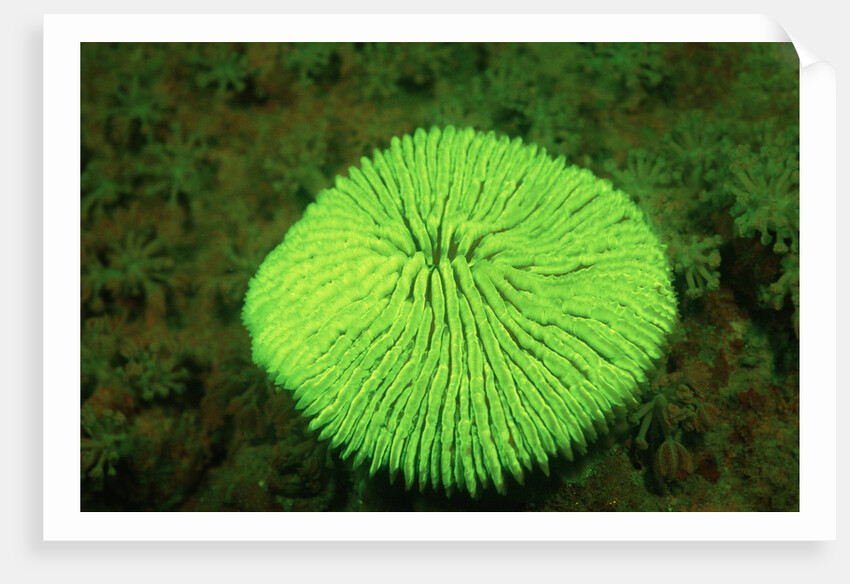 Fluorescing Mushroom Coral (Ctenactis echinata), Komodo National Park, Indian Ocean. by Anonymous