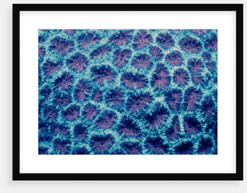 Fluorescing Hard Coral, Komodo National Park, Indian Ocean. (Compare with 438802) by Anonymous