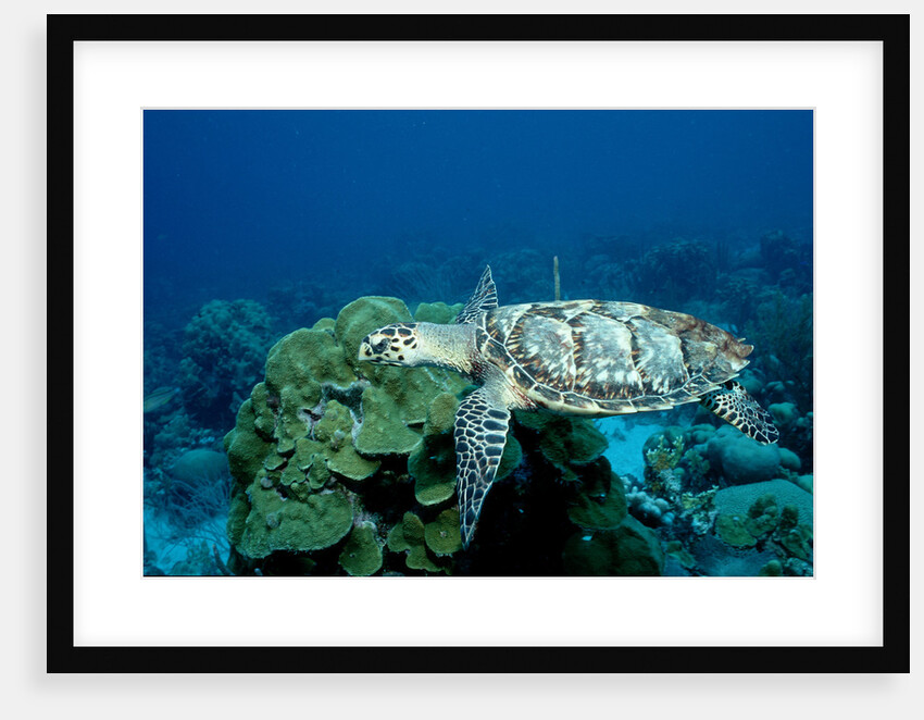 Hawksbill Sea Turtle swimming over a Coral Reef (Eretmochelys imbricata), Caribbean Sea. by Anonymous