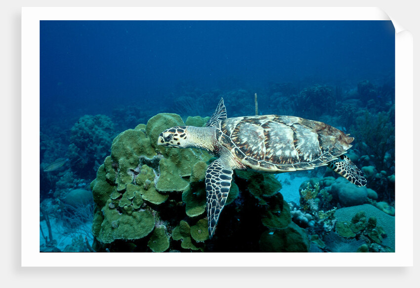 Hawksbill Sea Turtle swimming over a Coral Reef (Eretmochelys imbricata), Caribbean Sea. by Anonymous