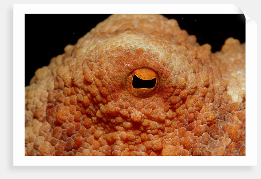 Octopus head and eye. (Octopus vulgaris) Mediterranean Sea by Anonymous