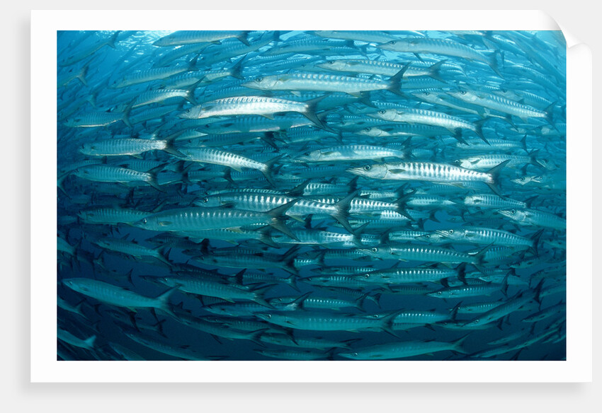 Blackfin Barracuda (Sphyraena qenie) Pacific Ocean by Anonymous